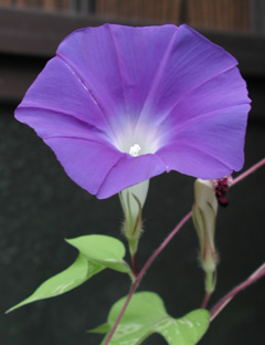 こっちはかなりトンでる紫ブルー・・・。同じ花だったっけ？
