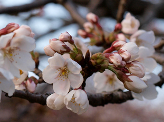 2009年3月31日、夕方の桜。