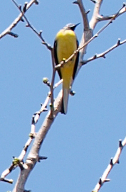 昼間に見た黄色い鳥。